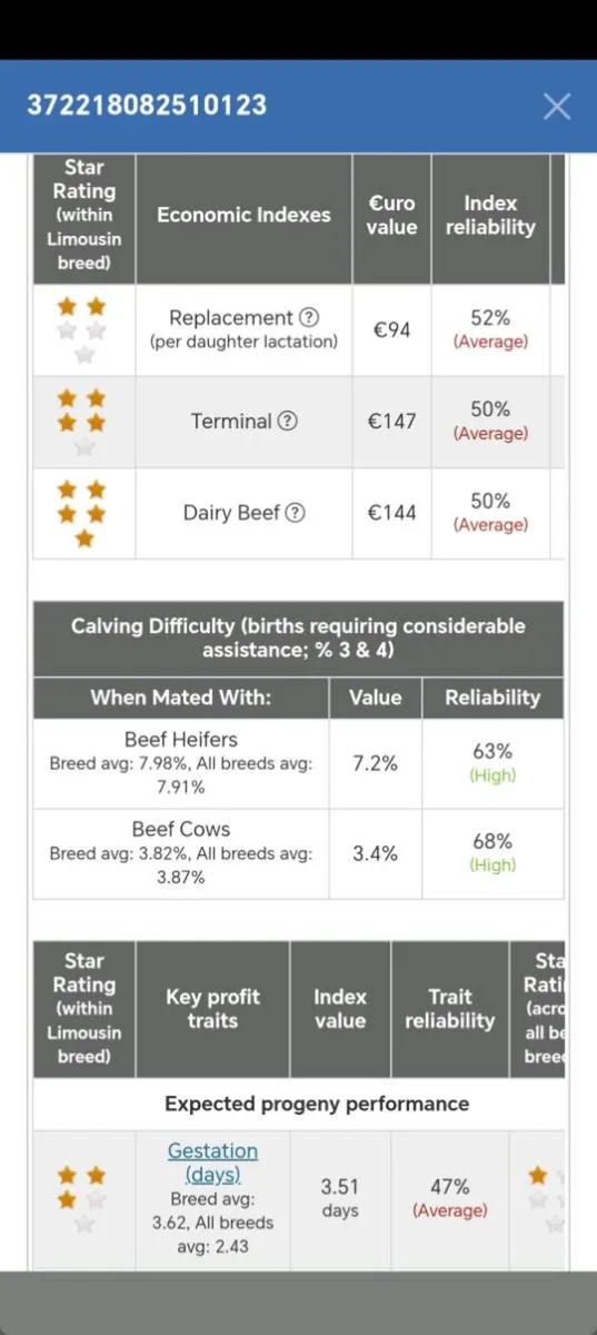 Limousin Bulls - Image 4