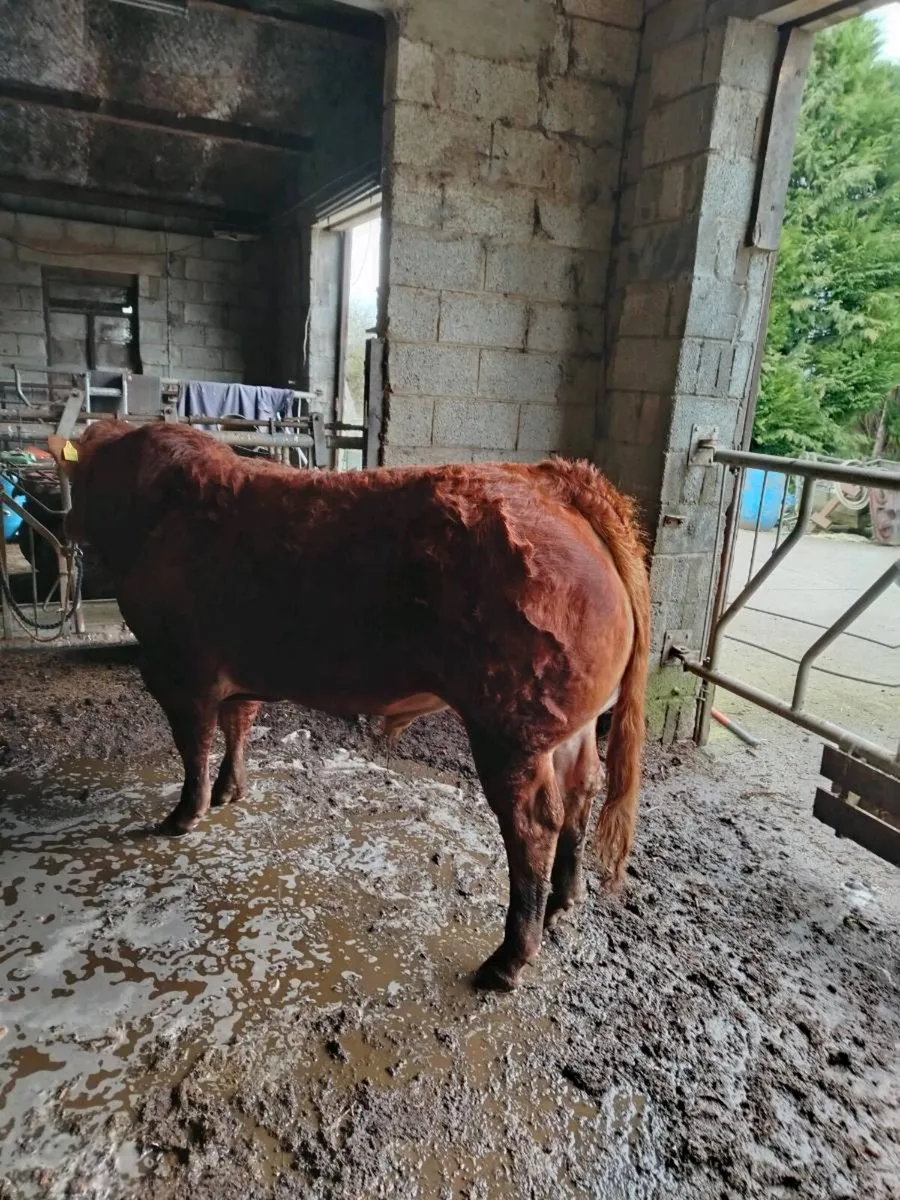 Limousin Bulls - Image 2