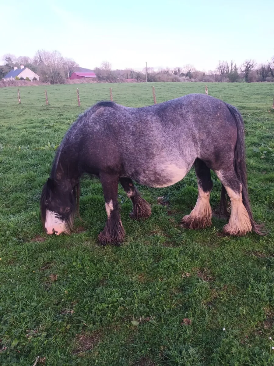 Mare for sale - Image 1