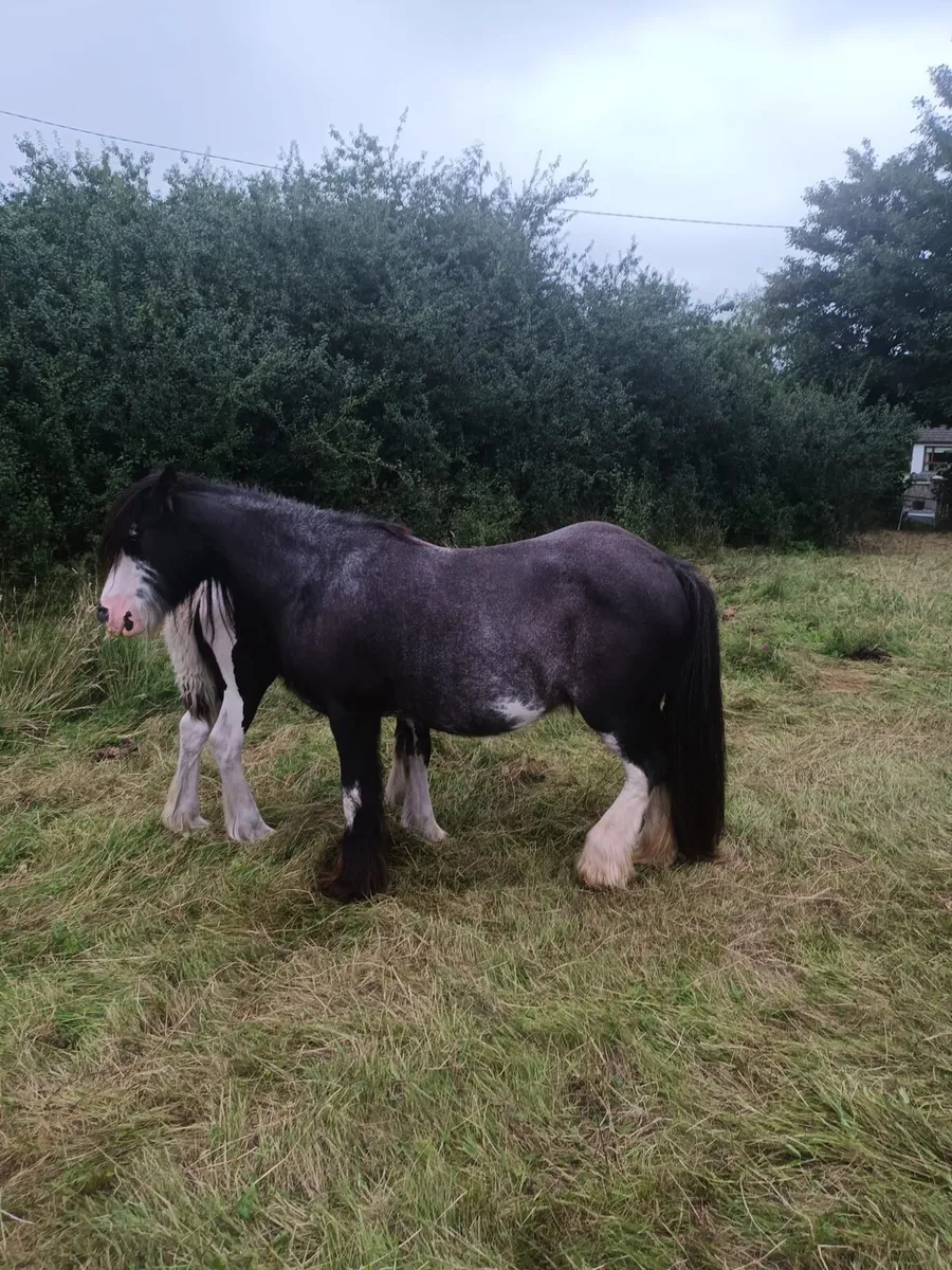 Mare for sale - Image 2