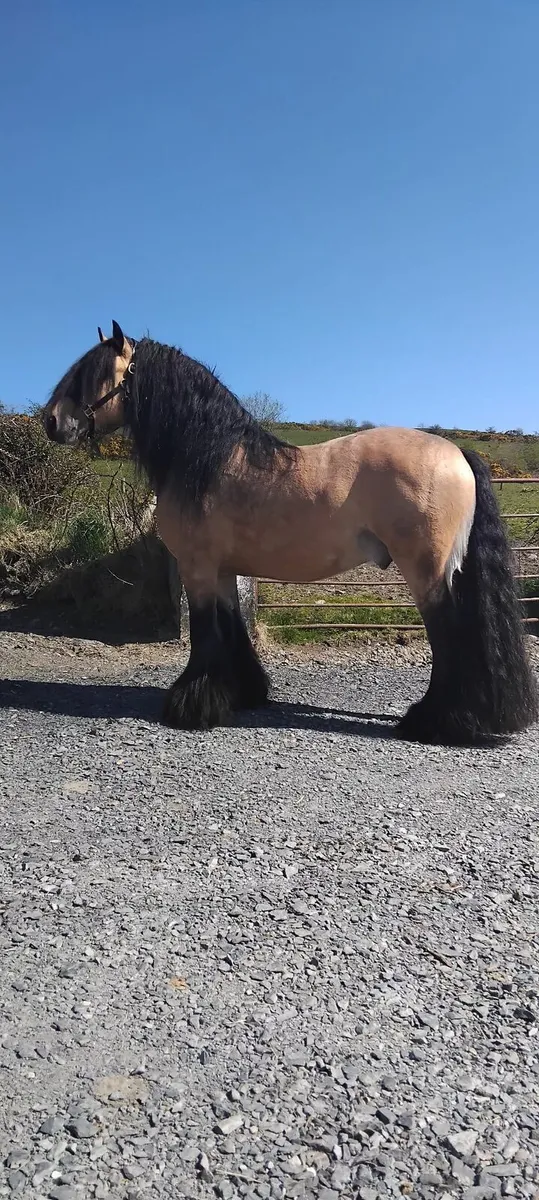 Mare for sale - Image 3