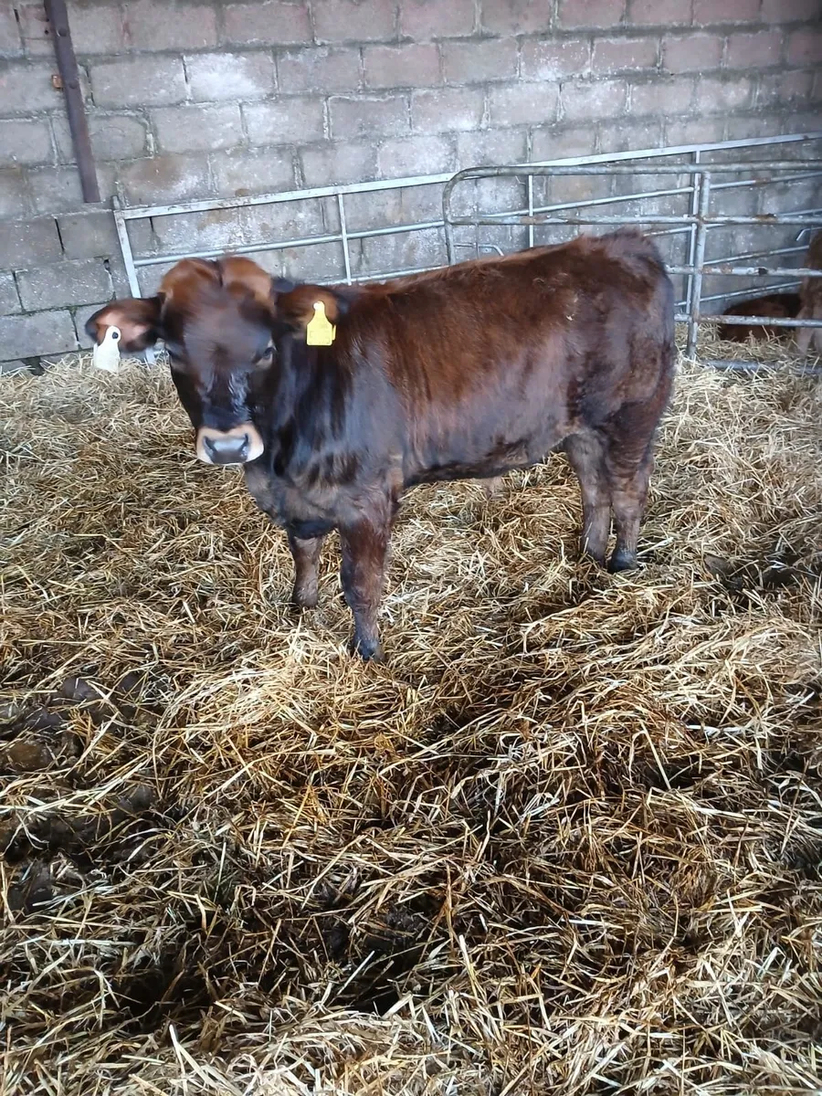 Heifers (limousin + whitehead) - Image 1