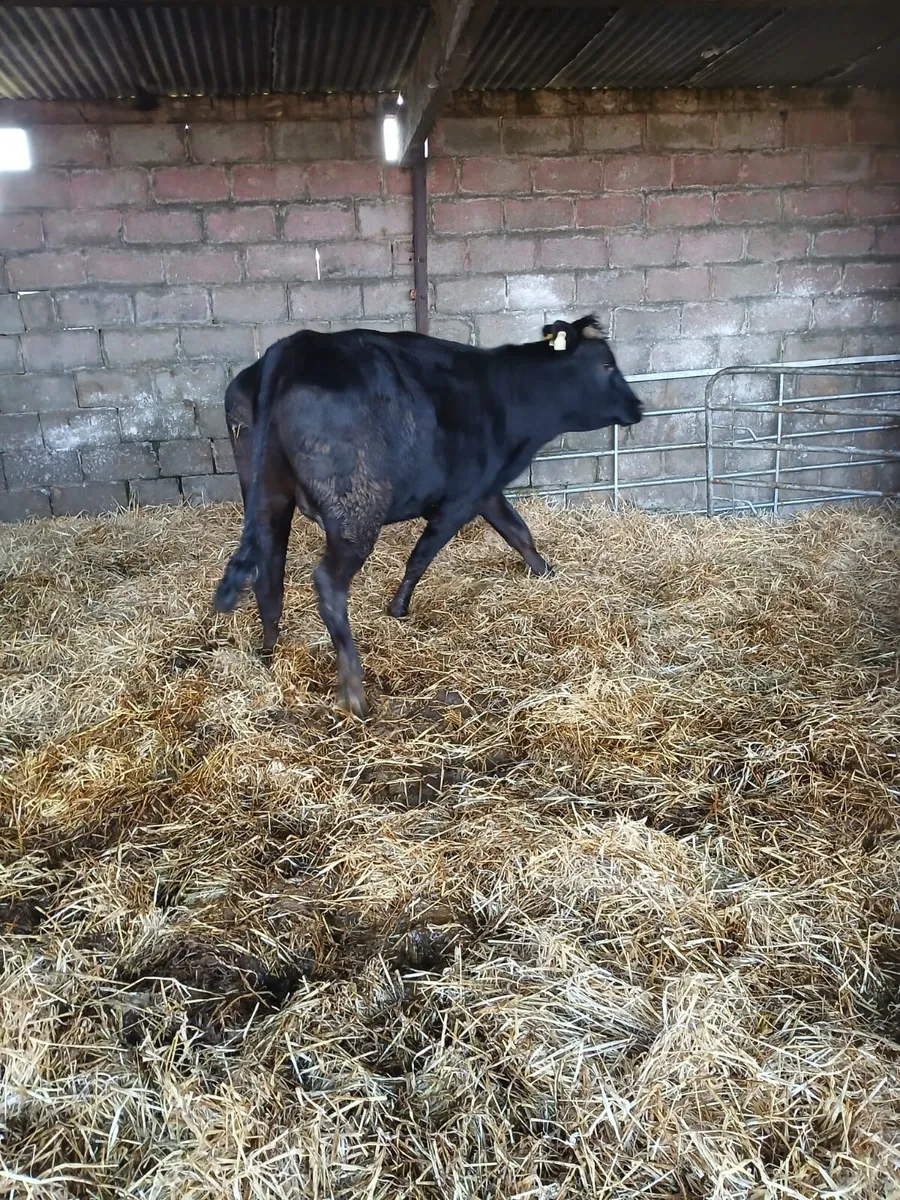 Heifers (limousin + whitehead) - Image 2