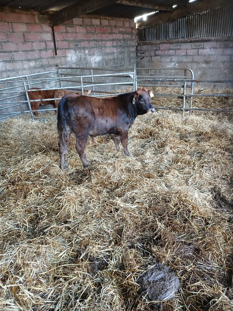 Heifers (limousin + whitehead) - Image 3