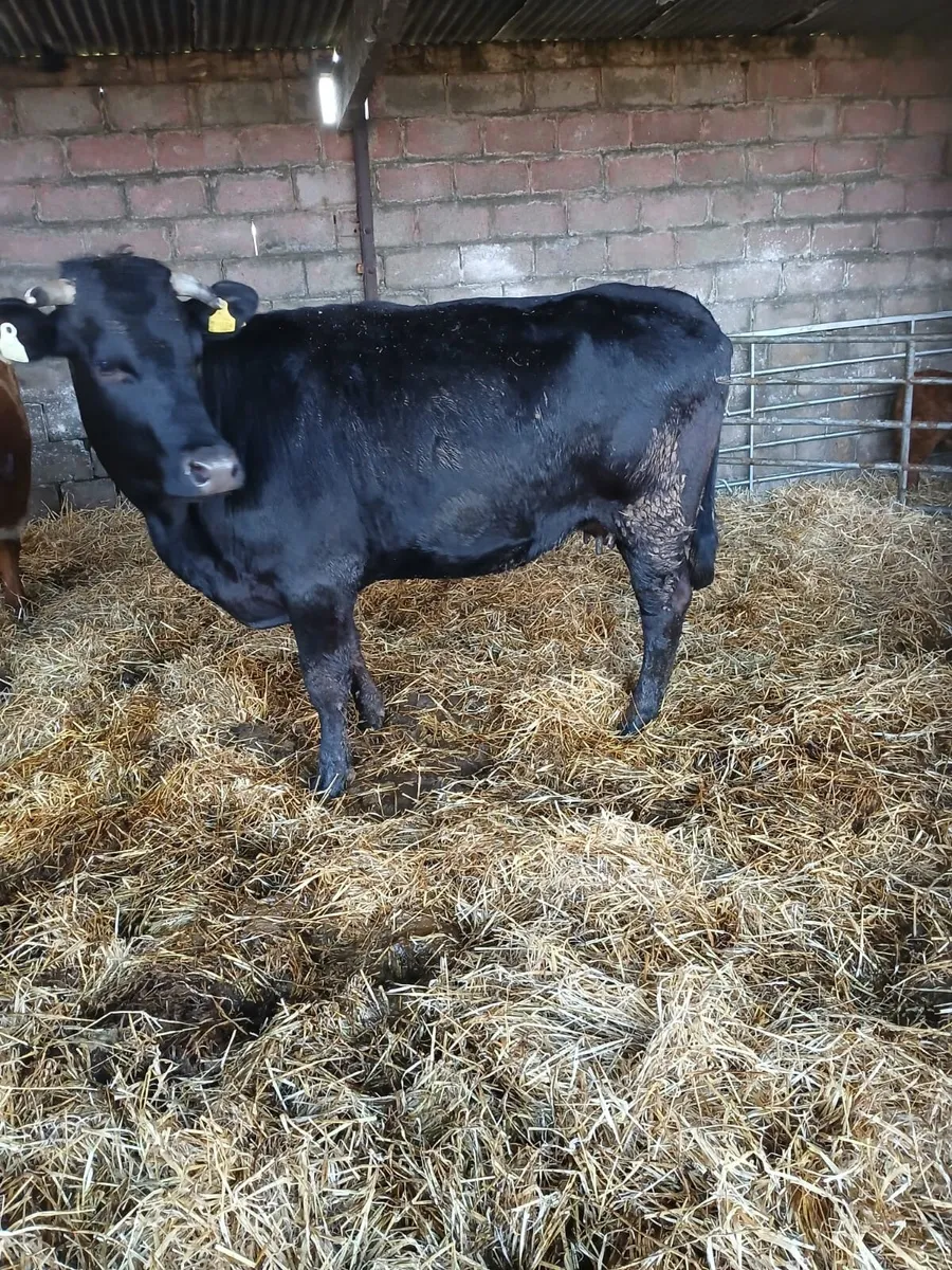 Heifers (limousin + whitehead) - Image 4