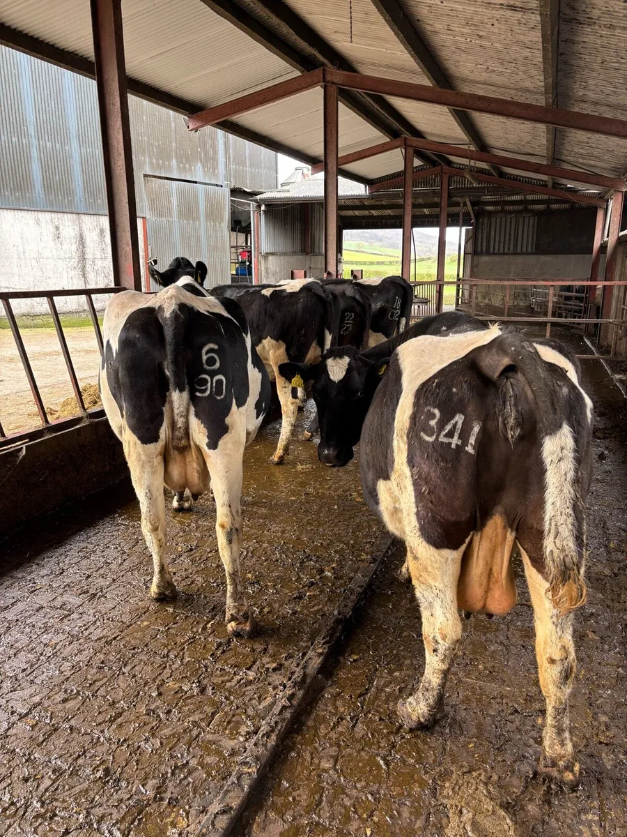 May calving cows - Image 1