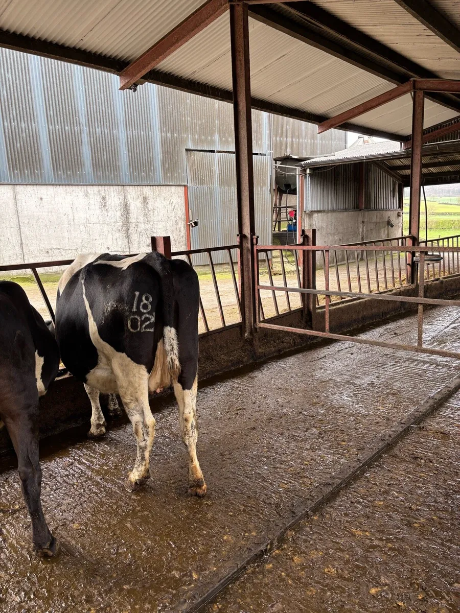 May calving cows - Image 2