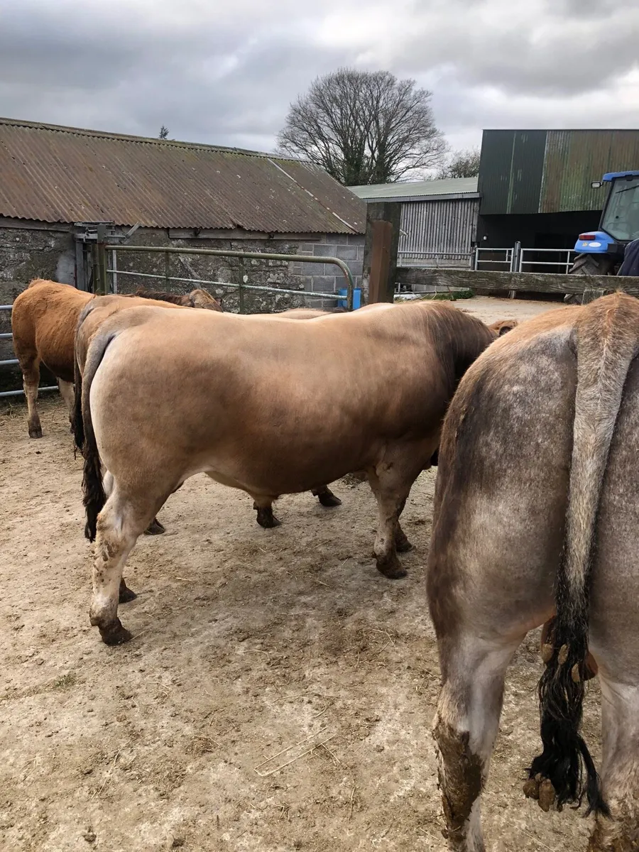 Aubrac bulls - Image 1