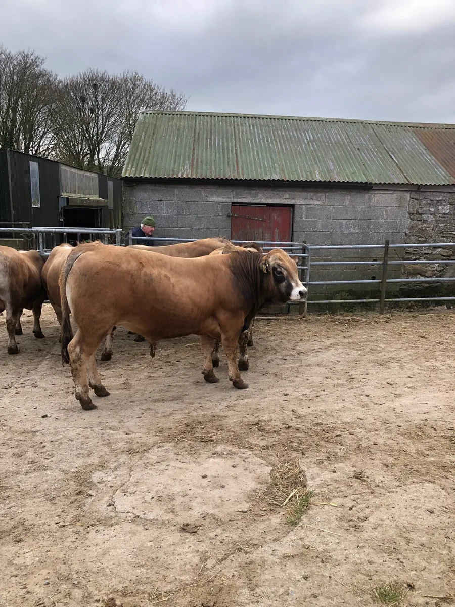 Aubrac bulls - Image 2