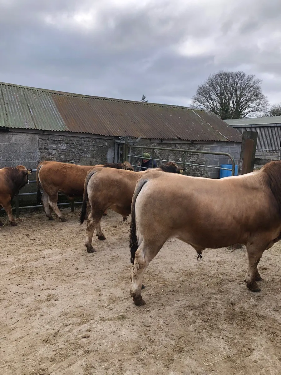 Aubrac bulls - Image 3
