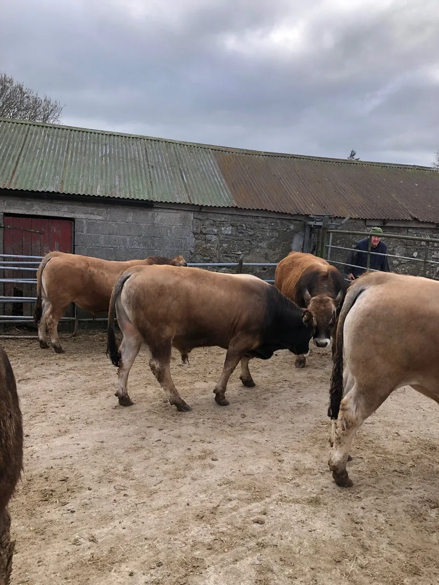 Aubrac bulls - Image 4