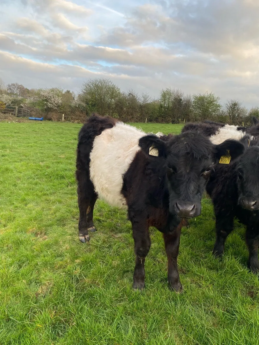 Organic Galloway cross heifers - Image 1