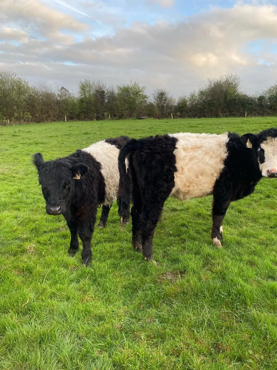 Organic Galloway cross heifers - Image 2