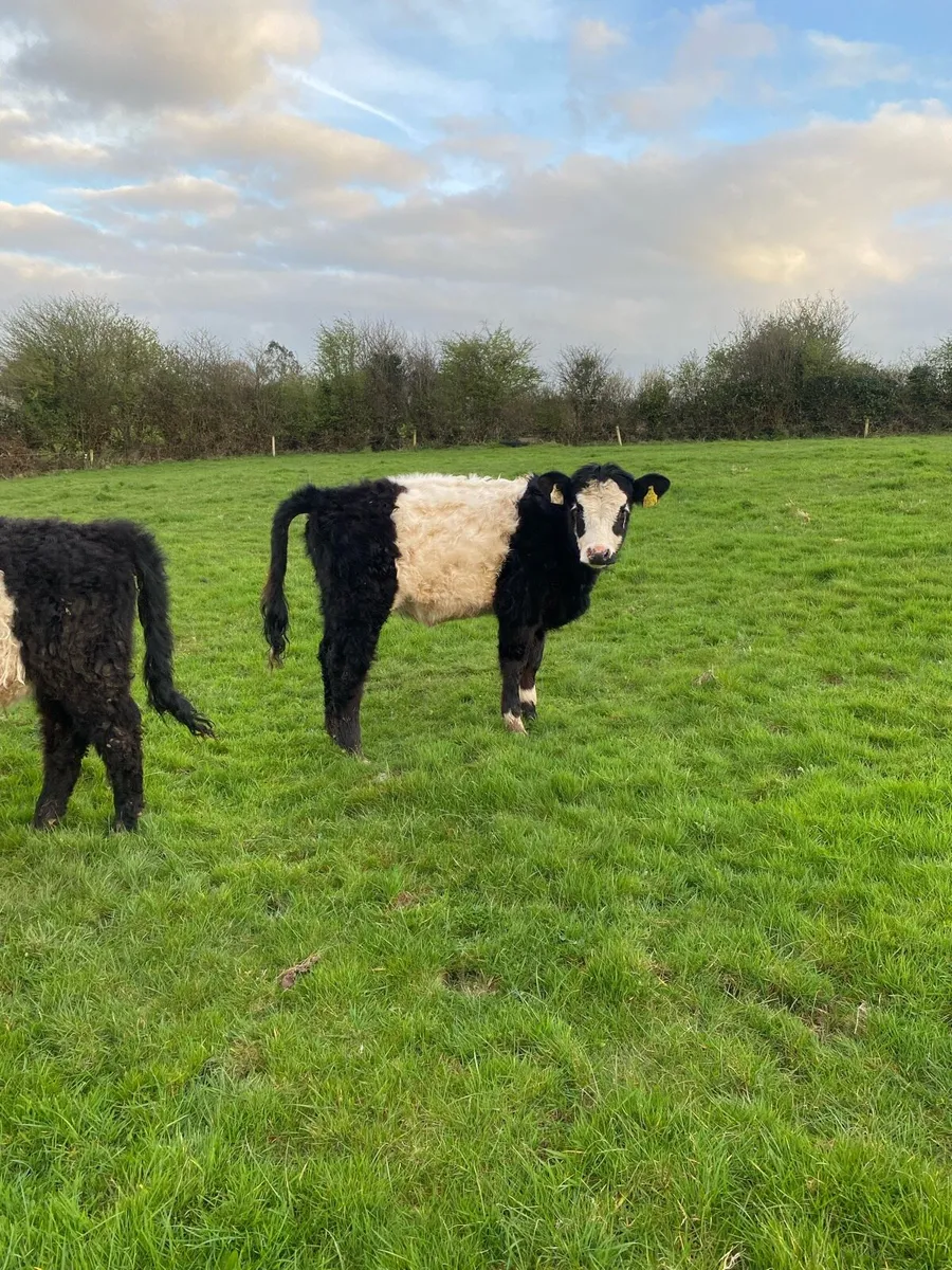 Organic Galloway cross heifers - Image 3