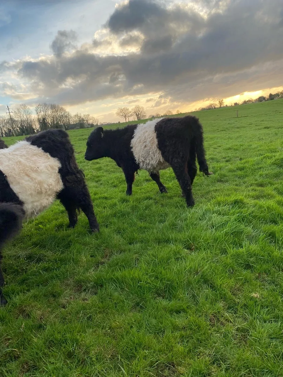 Organic Galloway cross heifers - Image 4