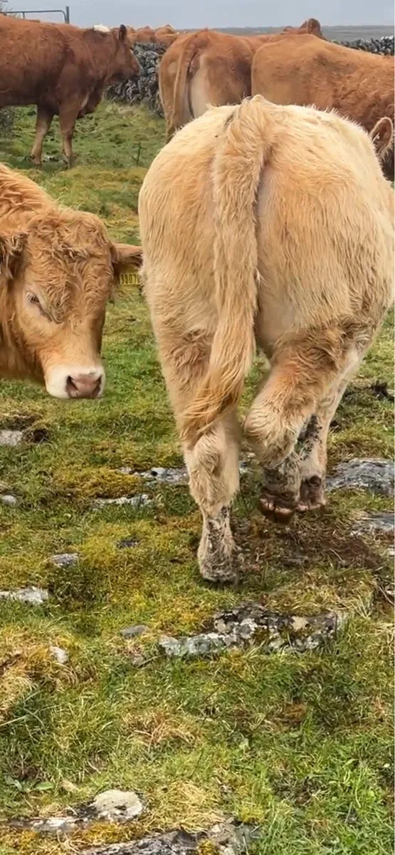 4⭐️Organic Heifer - Image 4