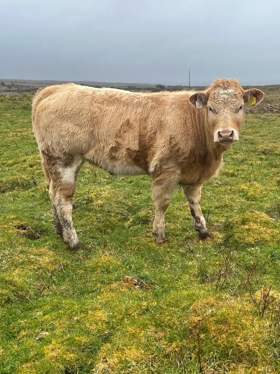 4⭐️Organic Heifer - Image 2