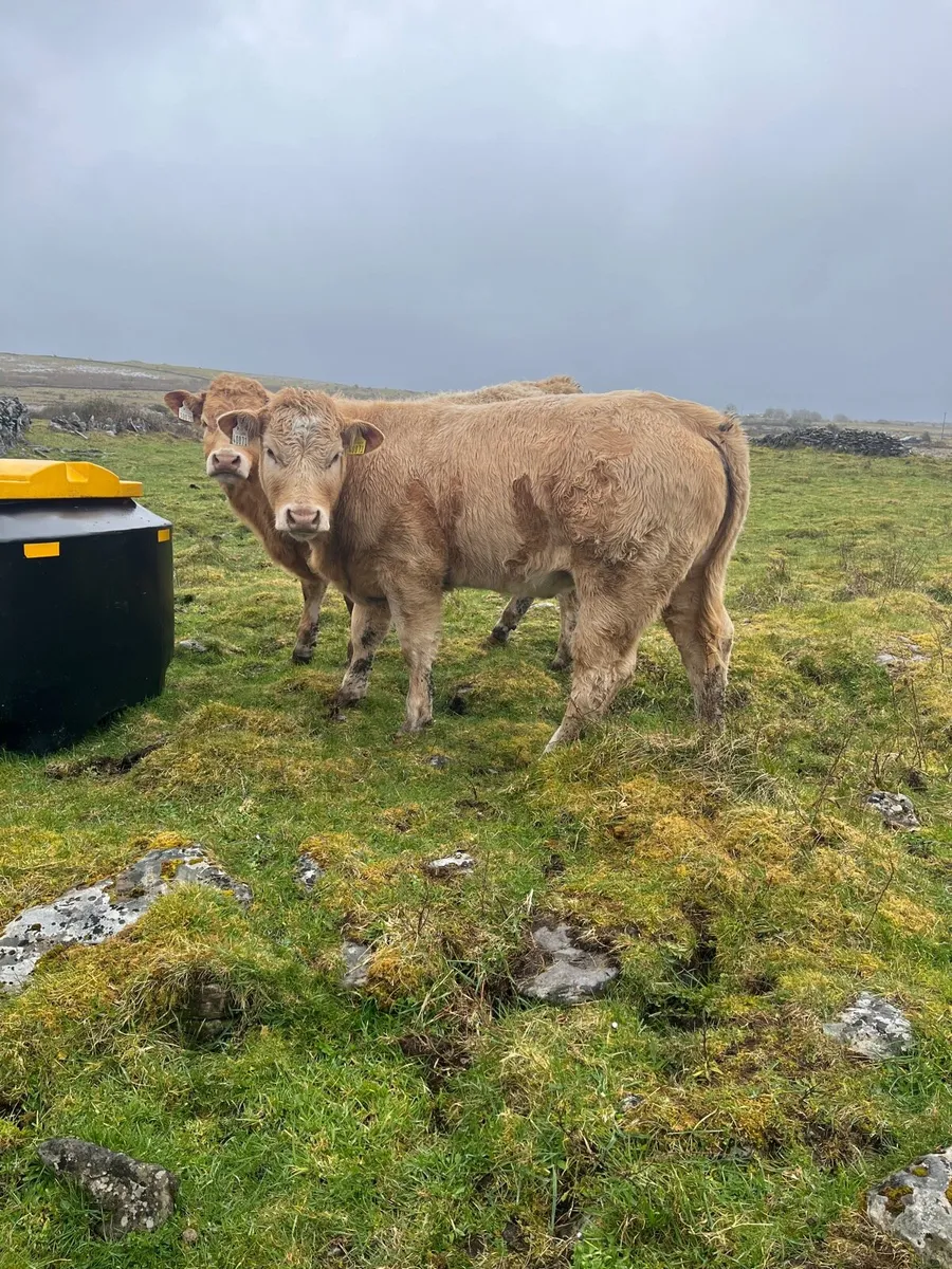 4⭐️Organic Heifer - Image 3