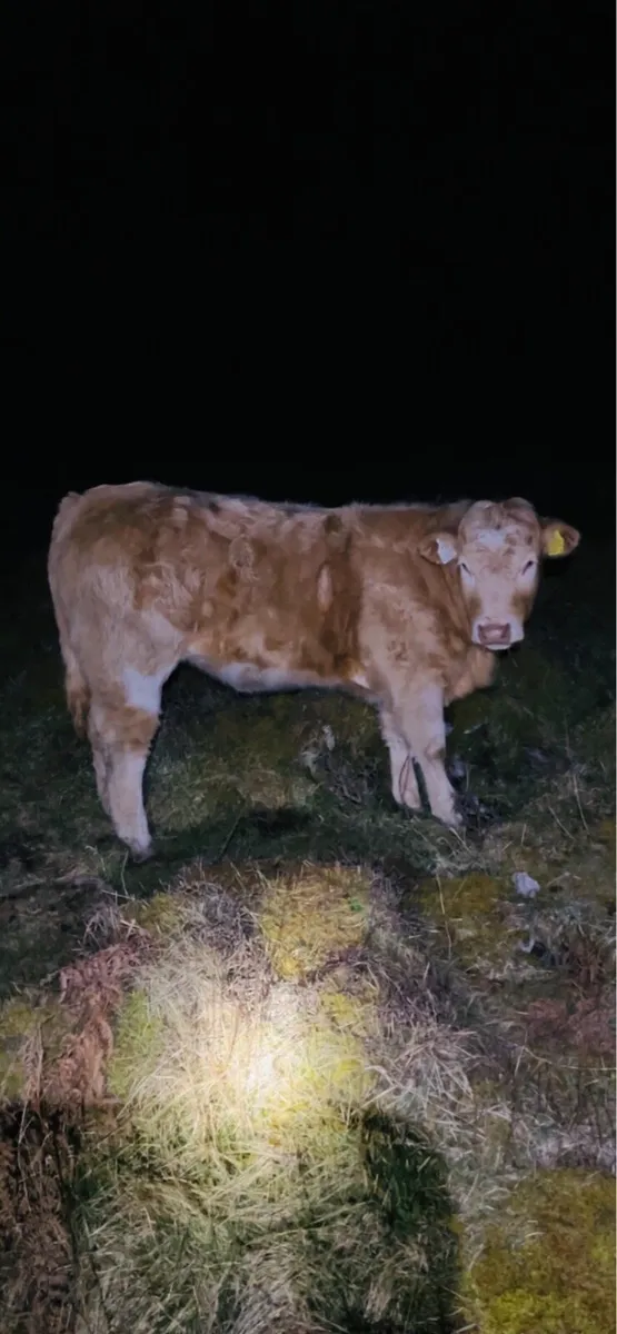 4⭐️Organic Heifer - Image 1