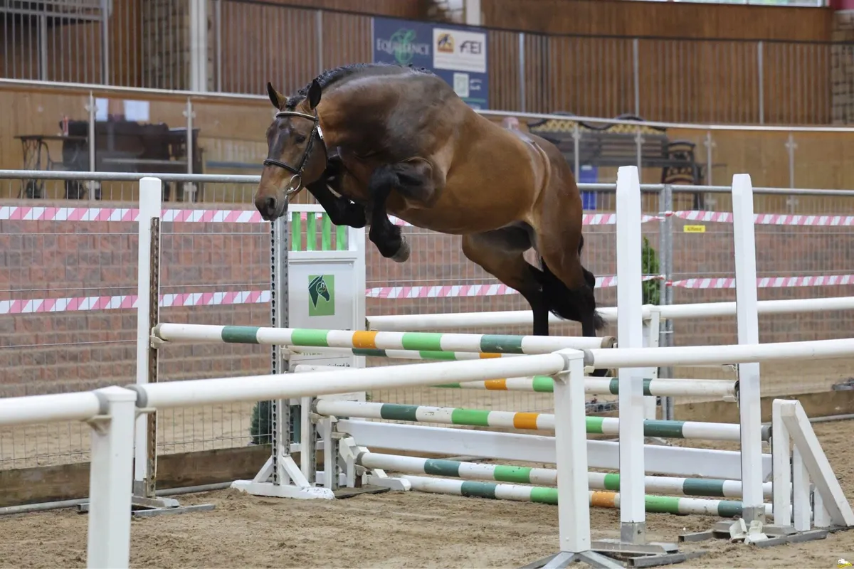 Scrapman Stallion at stud - Image 1