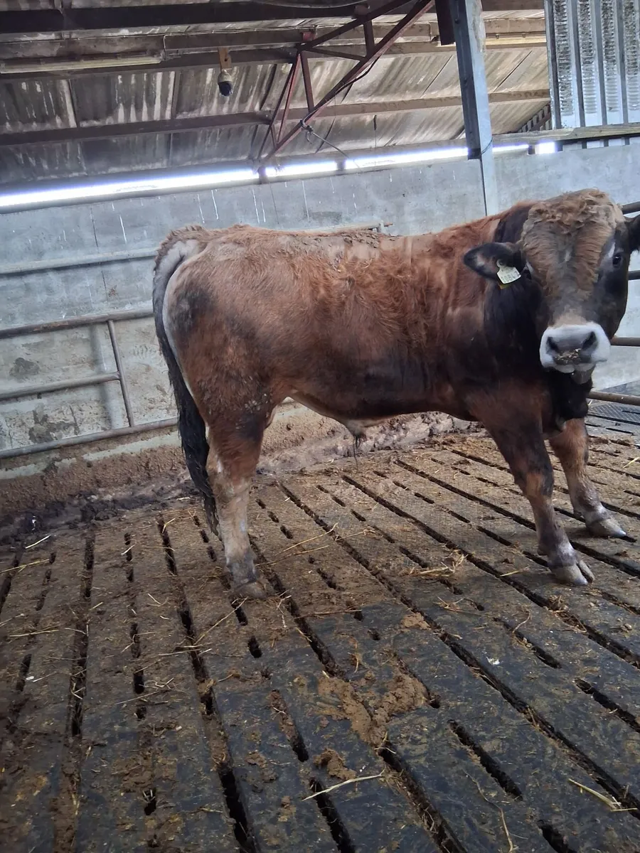 Turloughmore bulls for sale - Image 1