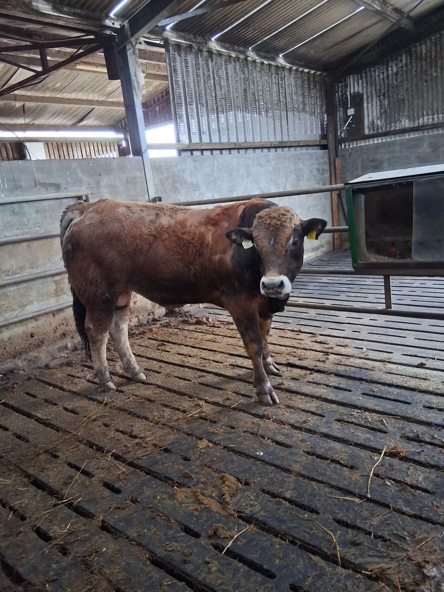 Turloughmore bulls for sale - Image 2