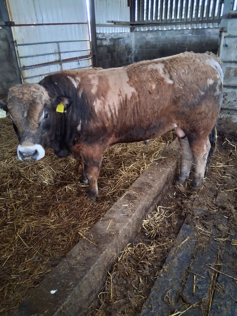Turloughmore bulls for sale - Image 3
