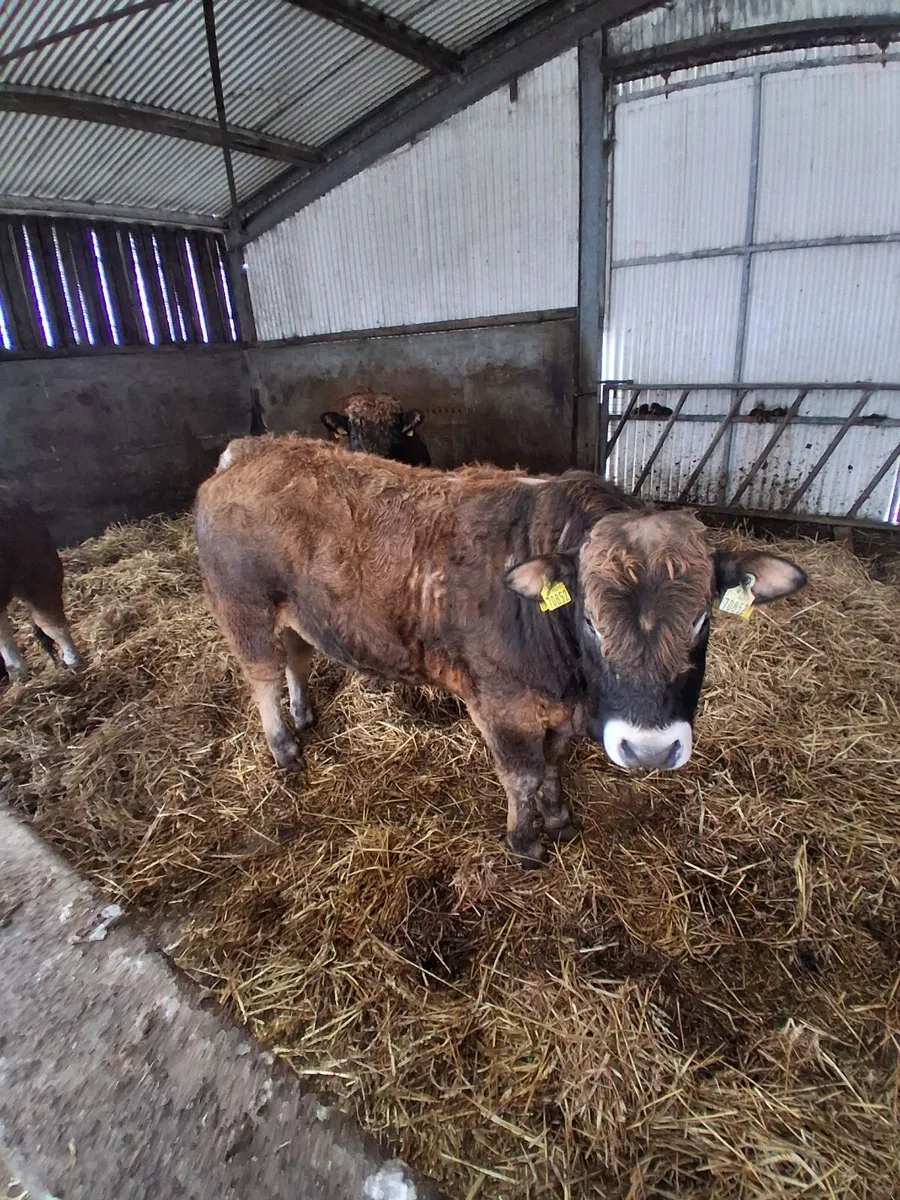 Turloughmore bulls for sale - Image 4