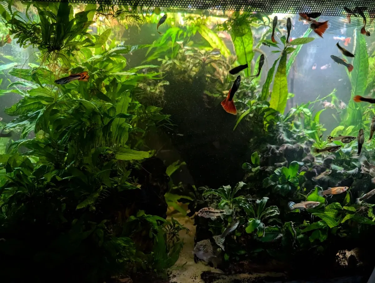 Fluval flex 57 - Image 4