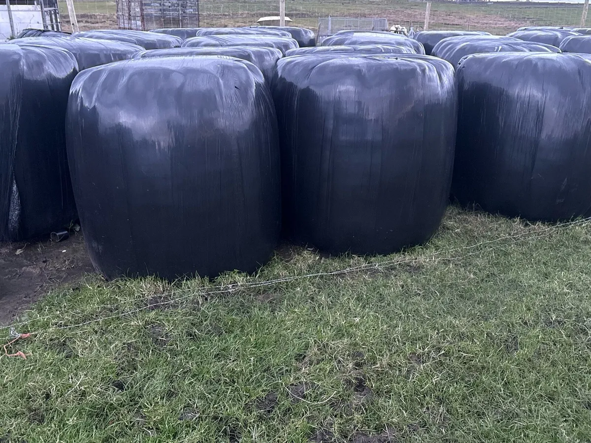 Hay / Haylage Bales - Image 1