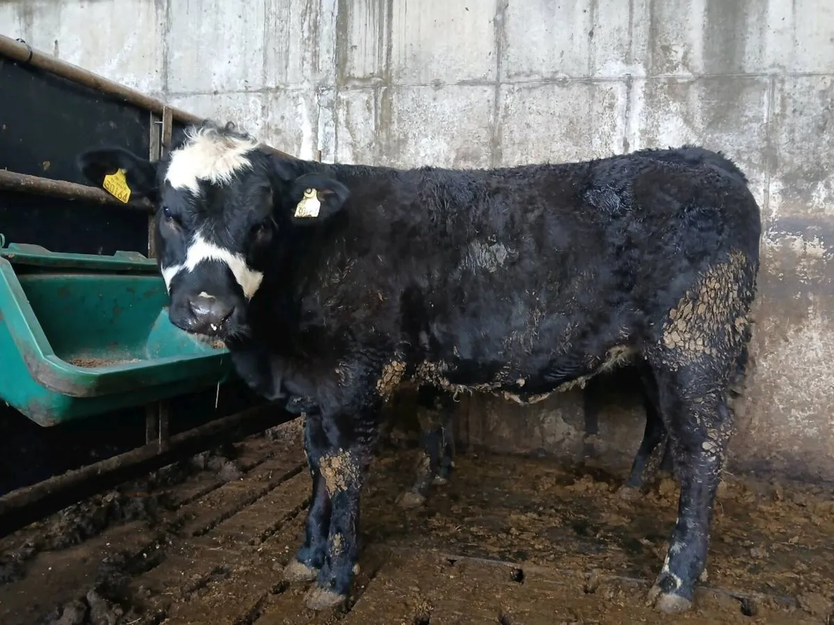 Balla Mart Tues Eve 7th April - Image 4