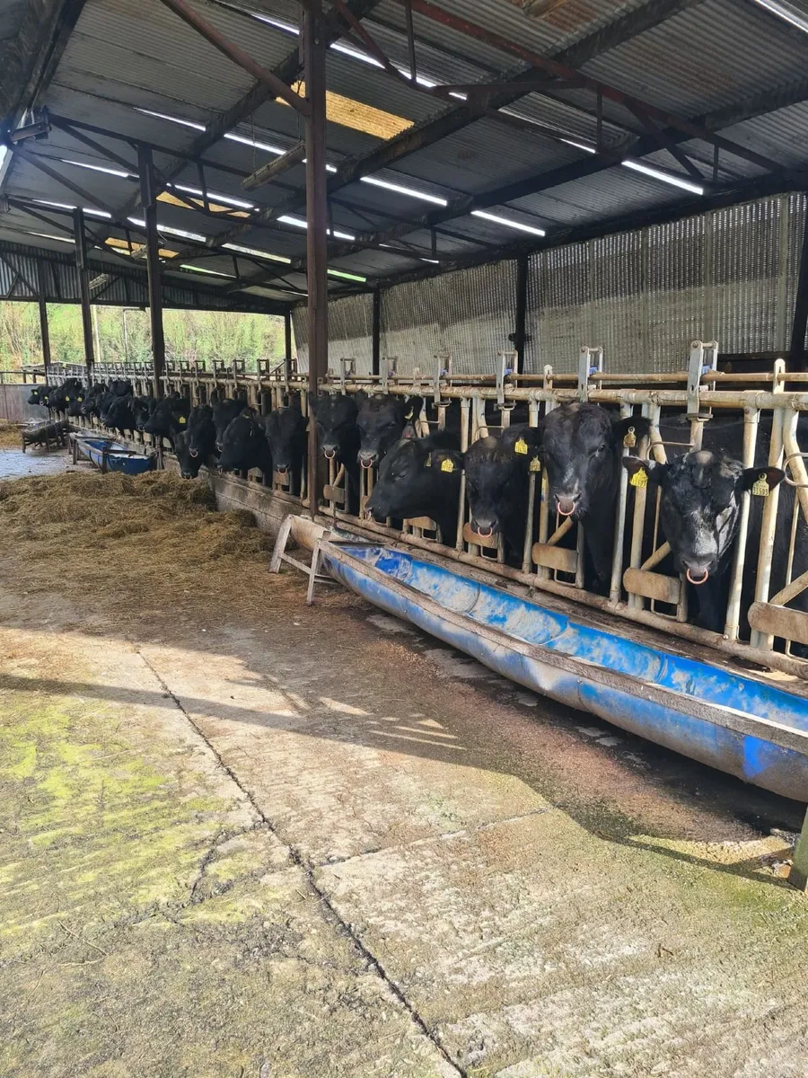 Angus Bulls - Image 4