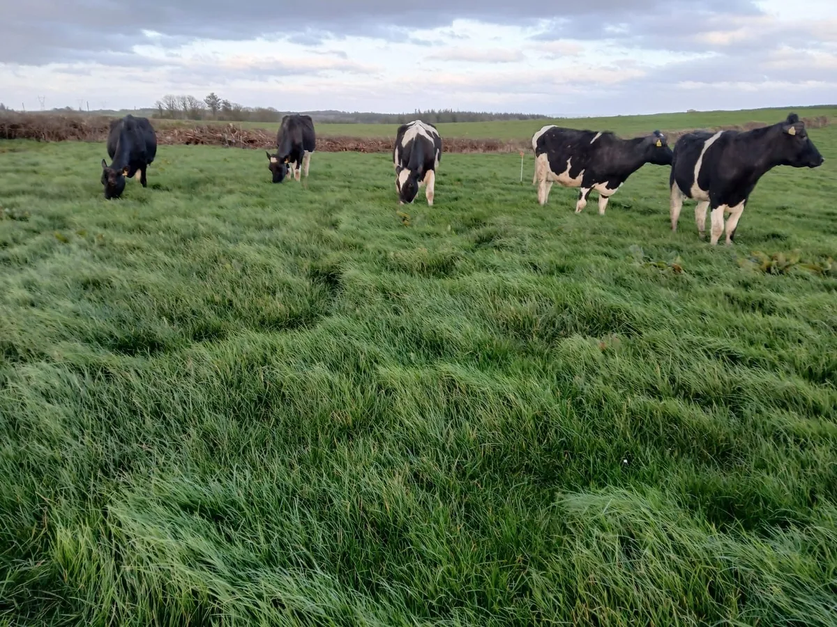 Friesian Cows - Image 1