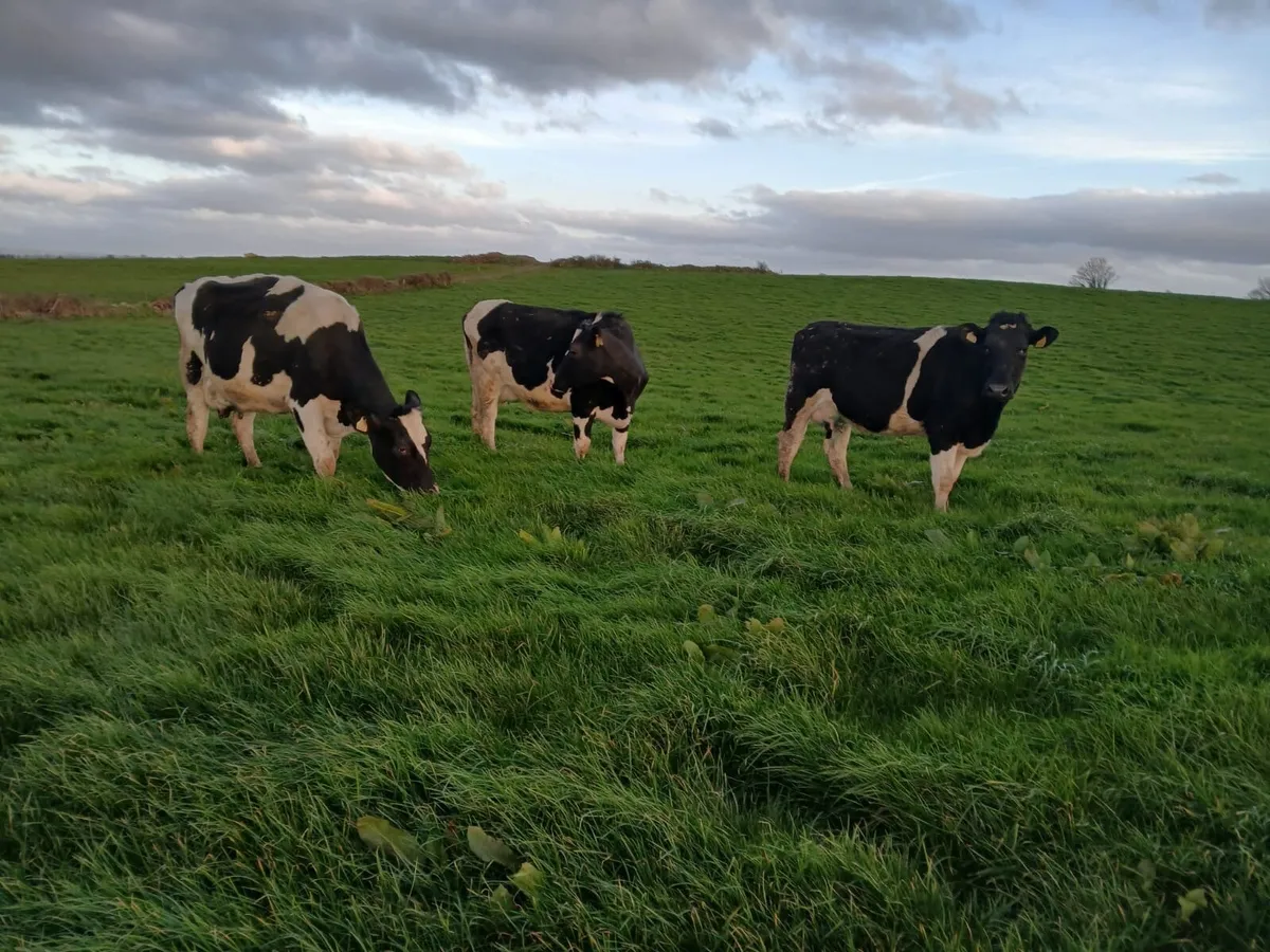 Friesian Cows - Image 2
