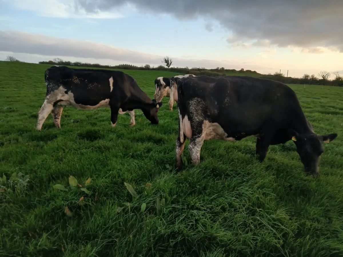 Friesian Cows - Image 3