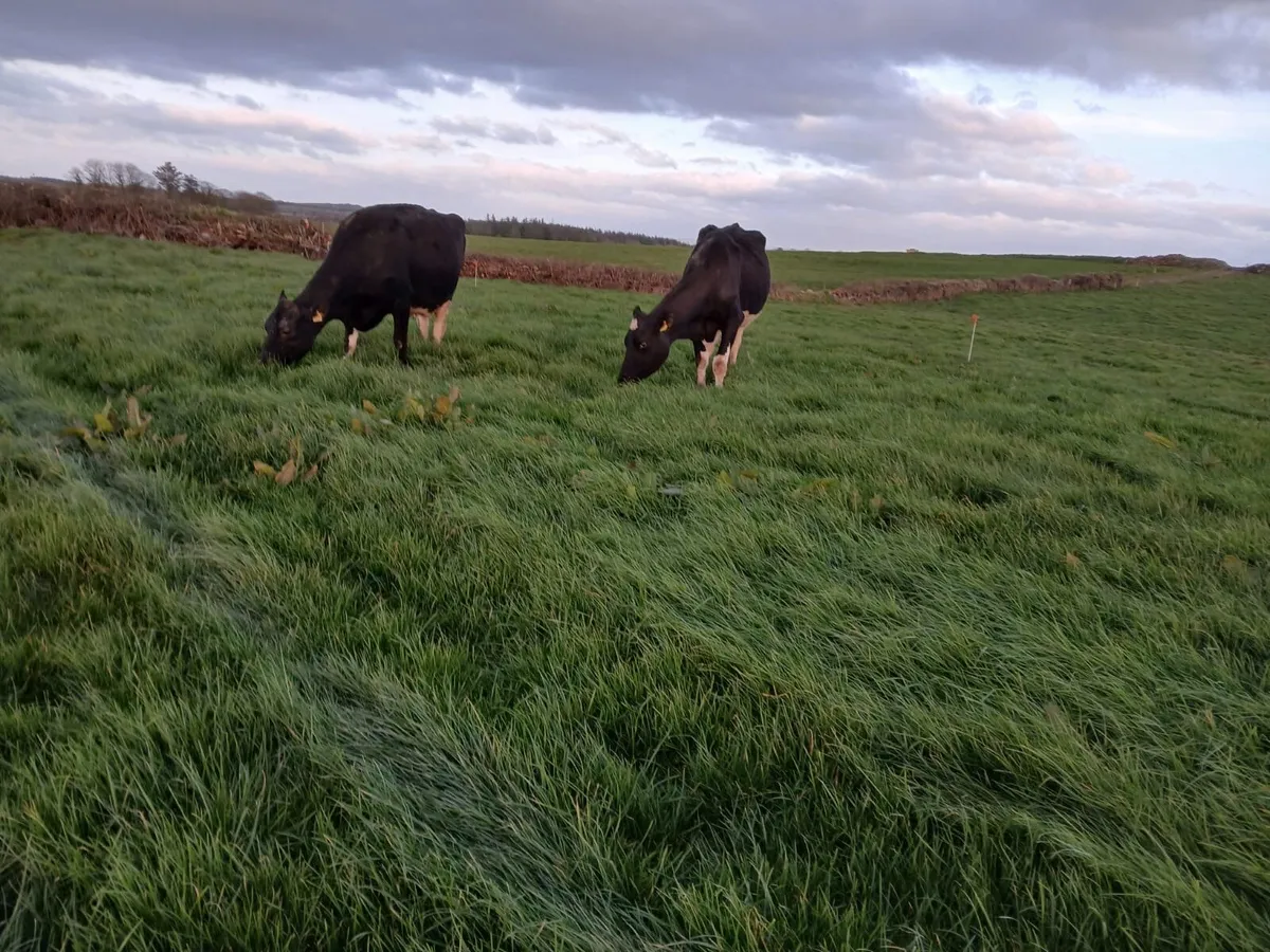 Friesian Cows - Image 4