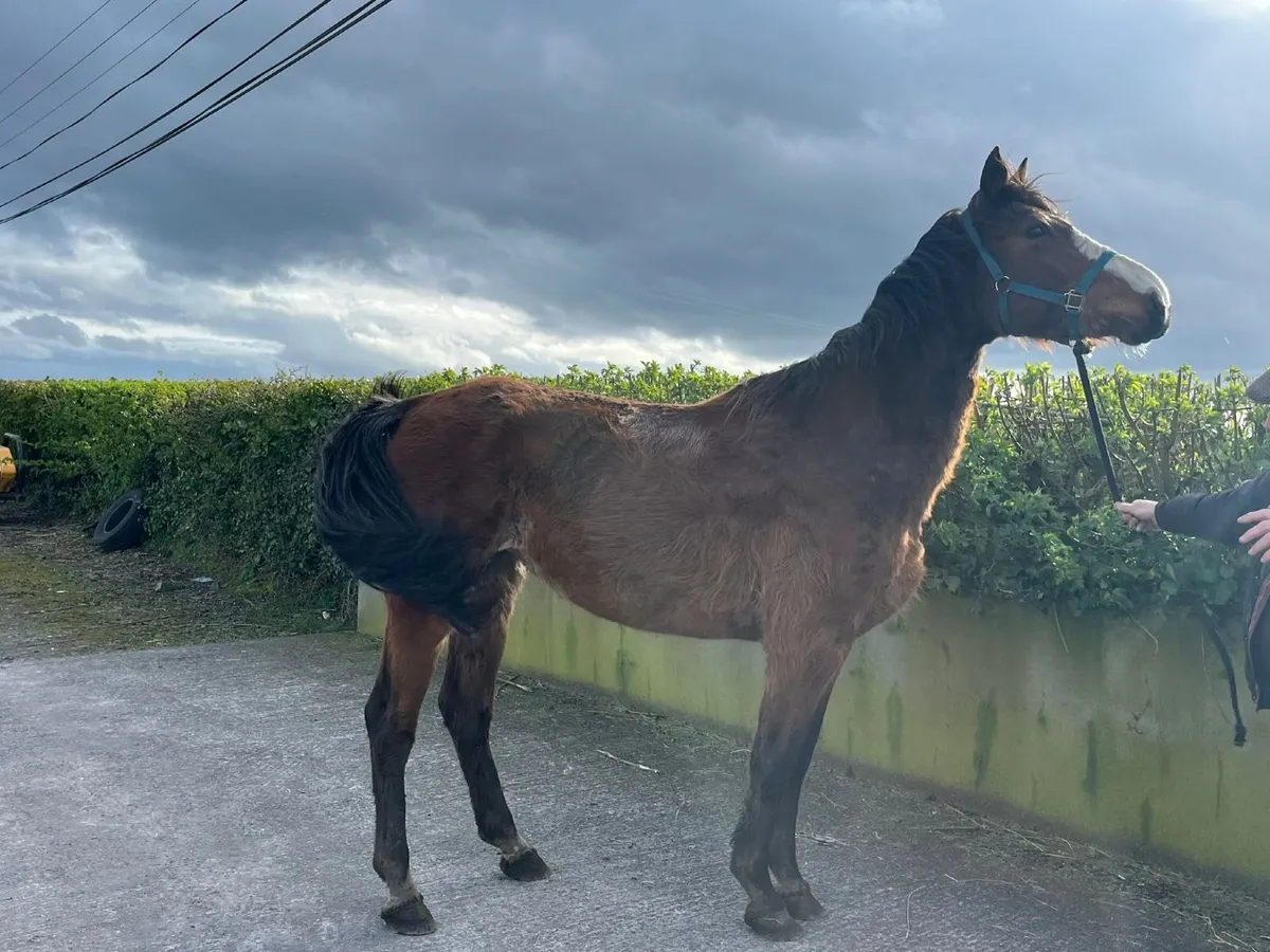 Top Class Sligo Candy Boy Brood Mare - Image 3