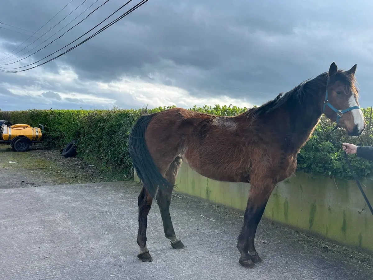 Top Class Sligo Candy Boy Brood Mare - Image 1
