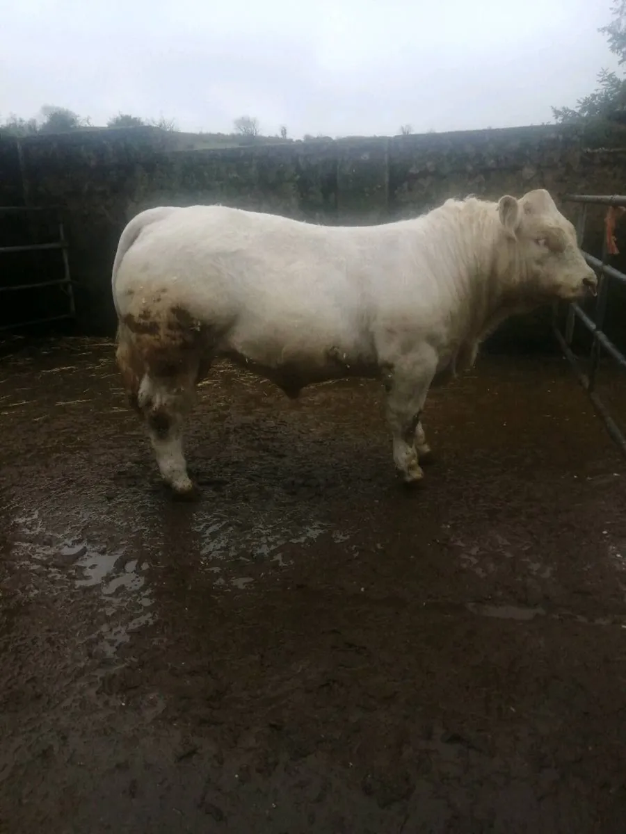 Pedigree charolais bulls - Image 2