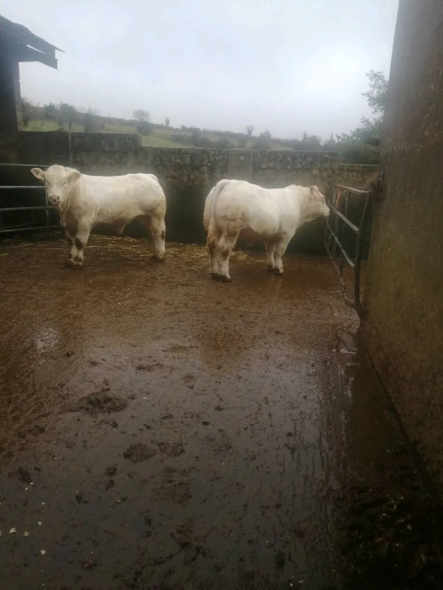 Pedigree charolais bulls - Image 3