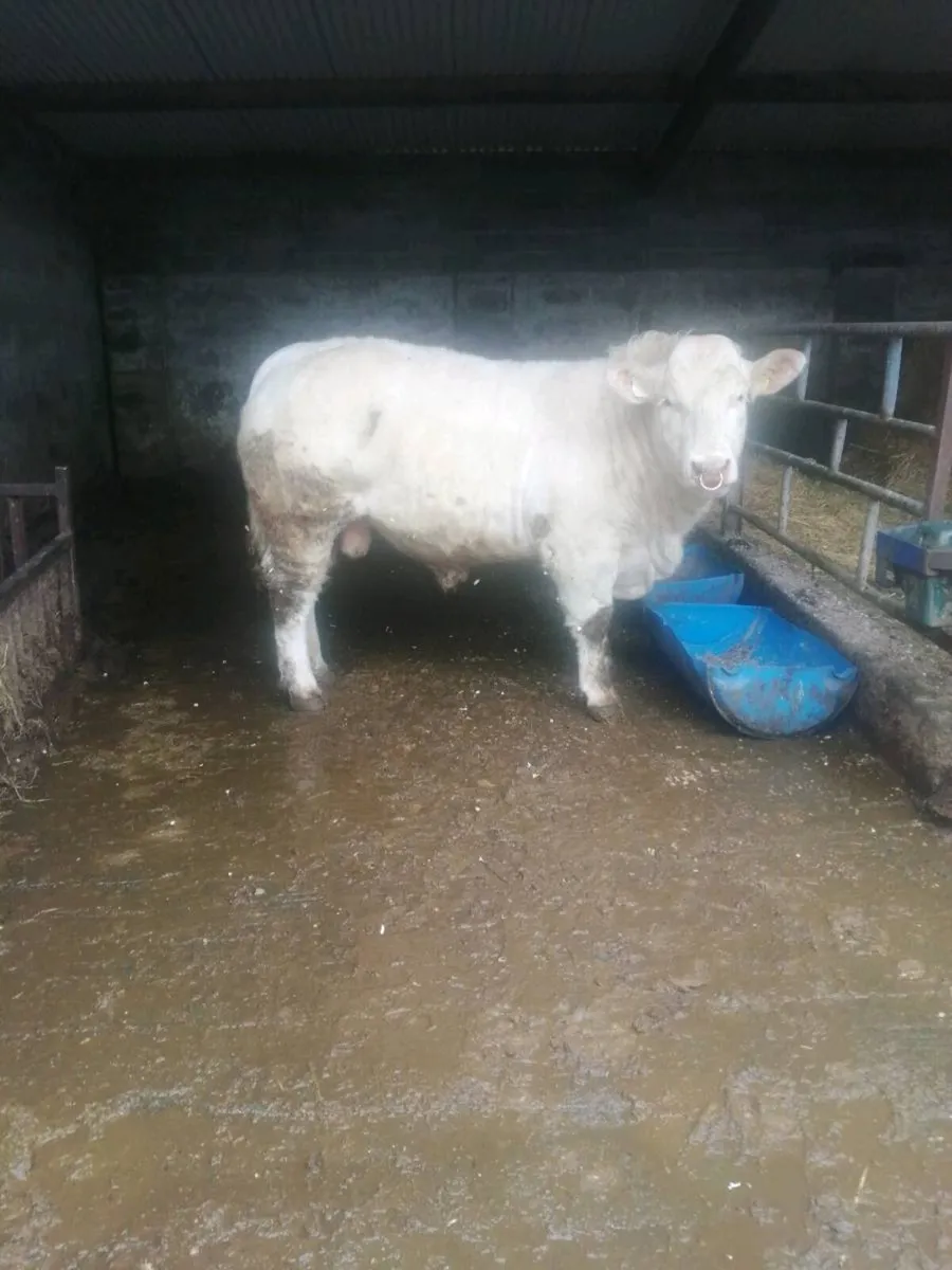 Pedigree charolais bulls - Image 4