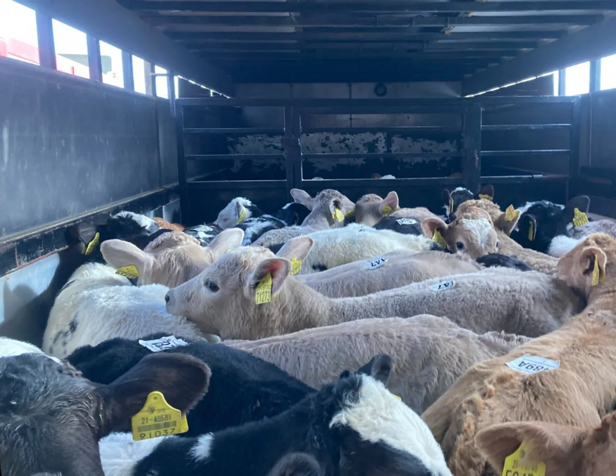 Fresh Calves @ Parkmore Calf Farm - Image 1
