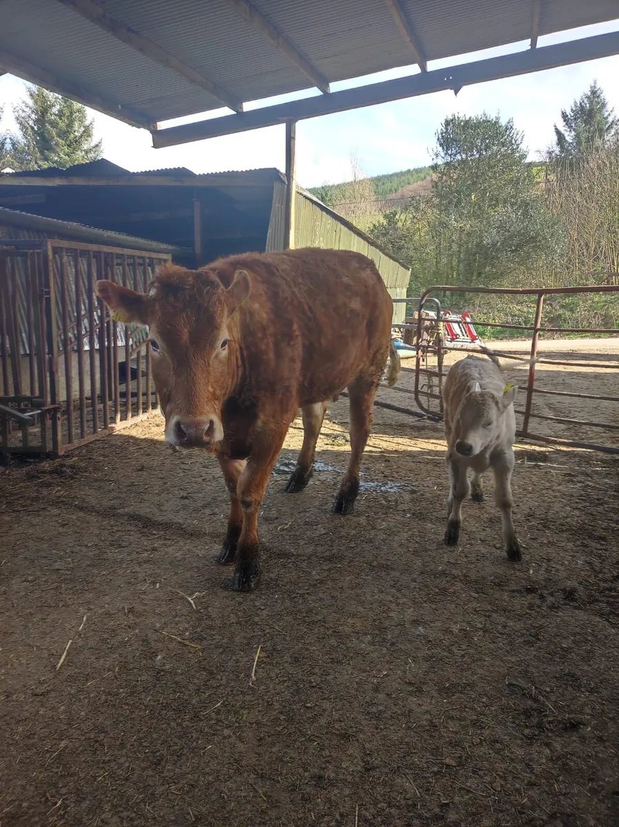 A Red Super Heifer & Charolais Bull Calf - Image 4