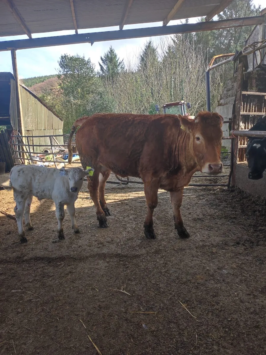 A Red Super Heifer & Charolais Bull Calf - Image 2