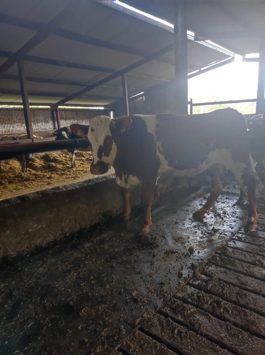 A Red Super Heifer & Charolais Bull Calf - Image 3