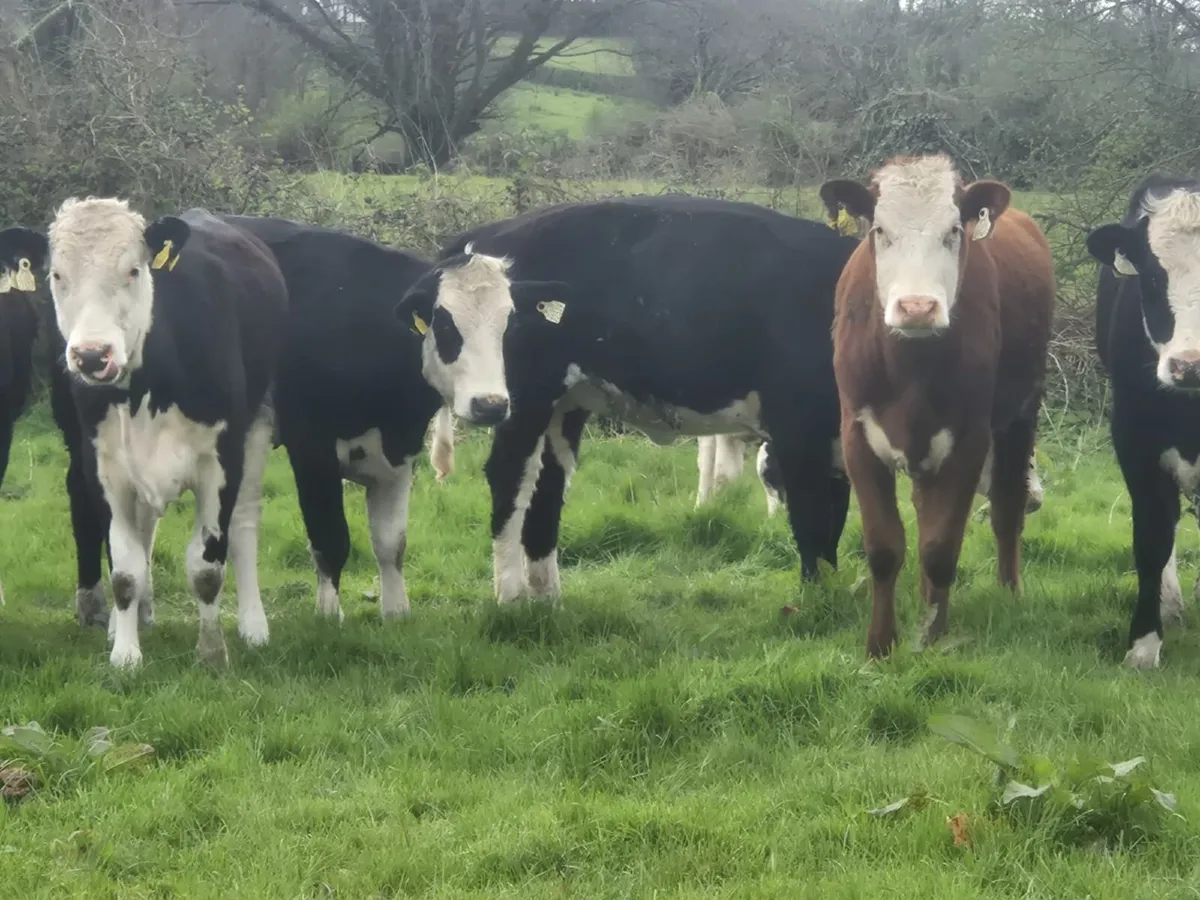Hereford heifers - Image 1