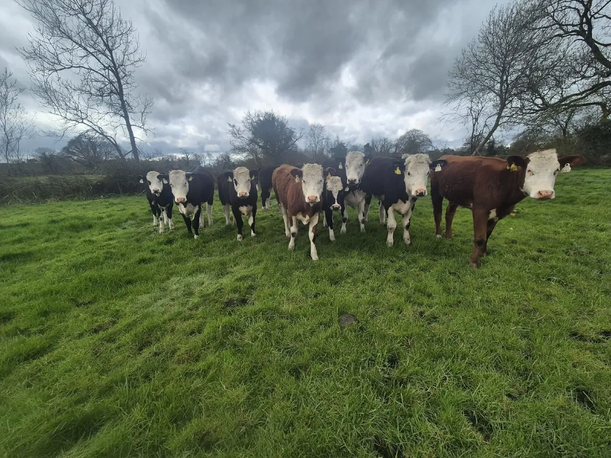 Hereford heifers - Image 2