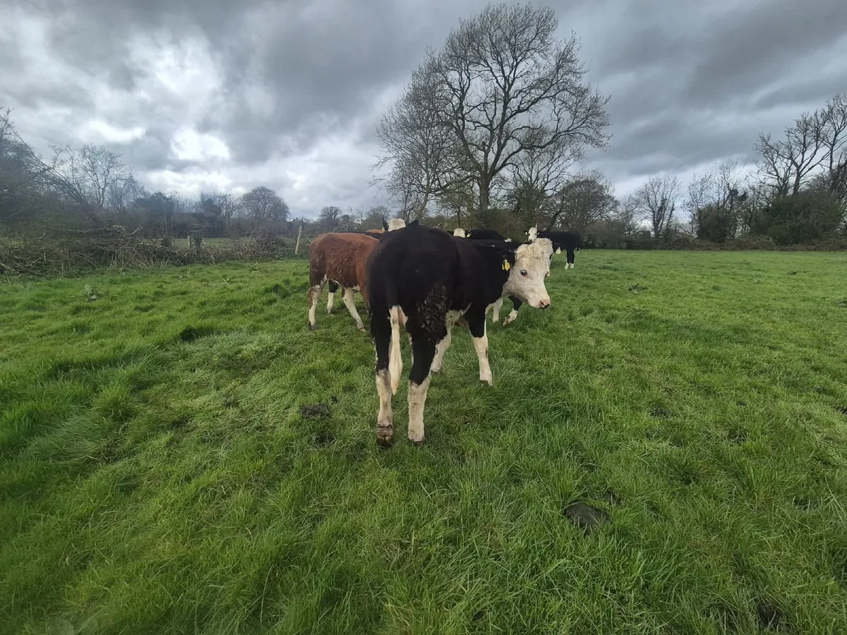 Hereford heifers - Image 3