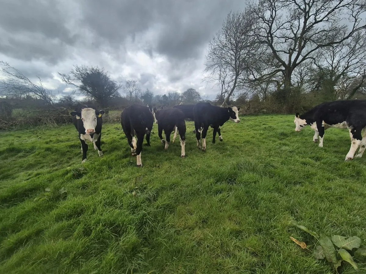 Hereford heifers - Image 4