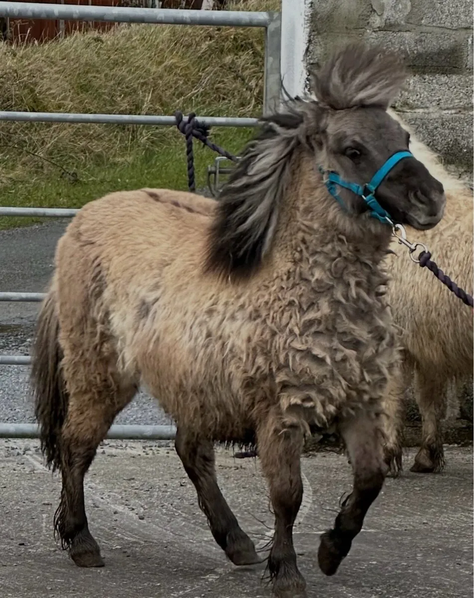 Pedigree Shetland mini colts - Image 1